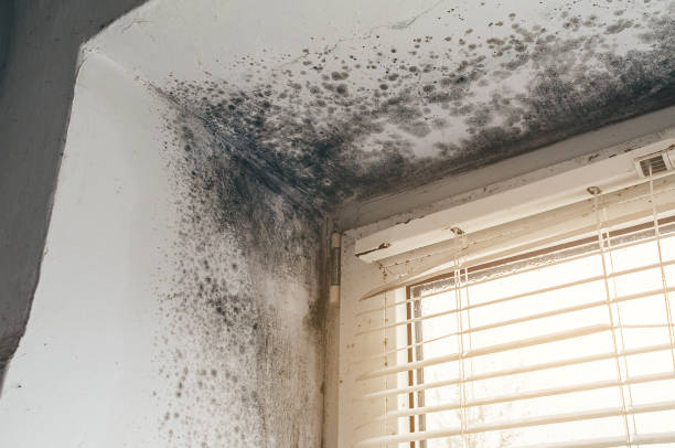 Affordable Basement Mold Removal solutions in Somerset, TX